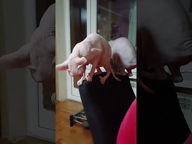 CATS Саша Даша #cat #sphynx #kitten