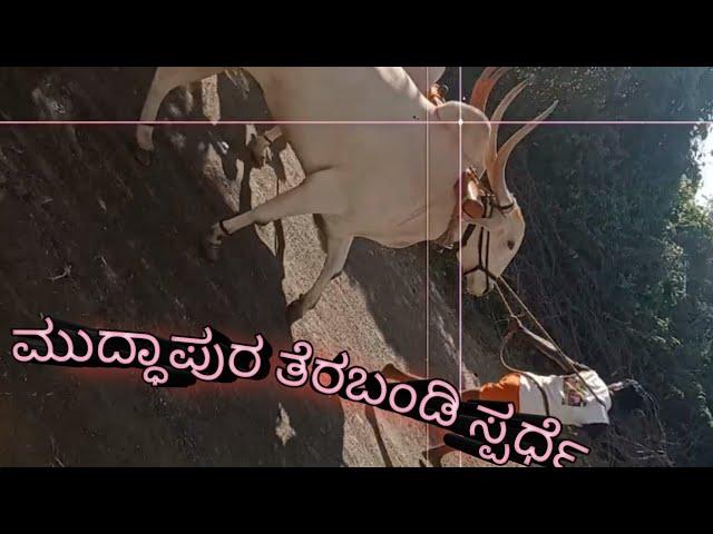 nice terbhandi  bull race  | terabhandi  bulls