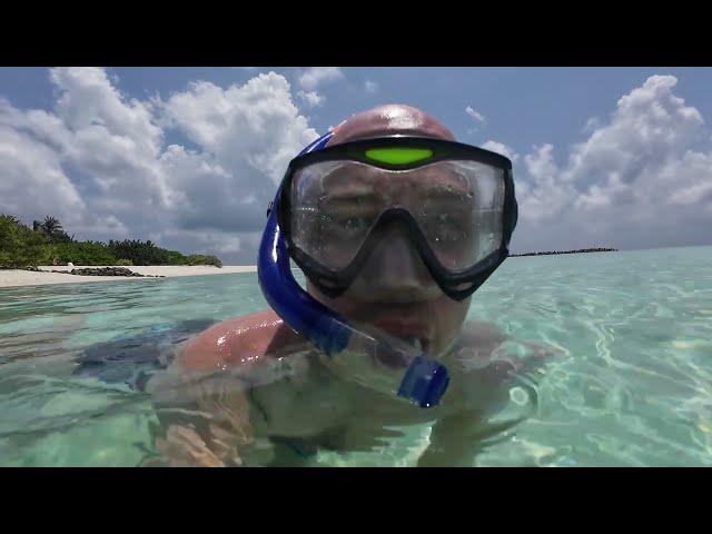 Swimming with Triggerfish, Parrotfish, Moorish Idol, and Giant moray Eel. Гигантская мурена на рифе