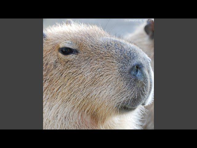 Capybara