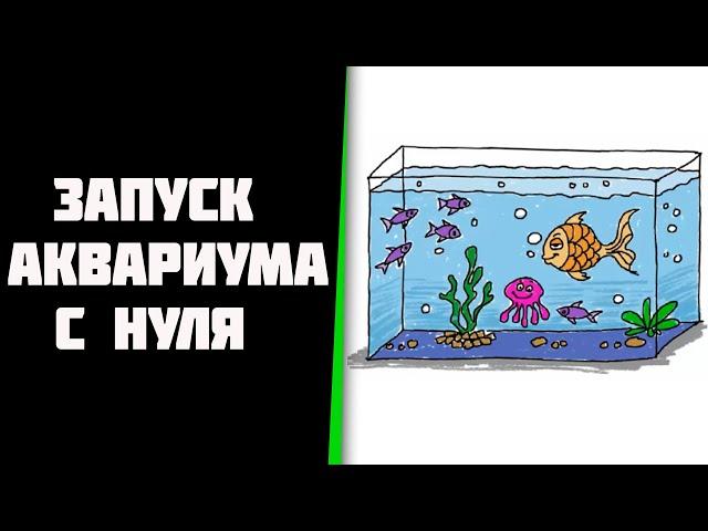 Запуск аквариума с нуля, как я это делаю.