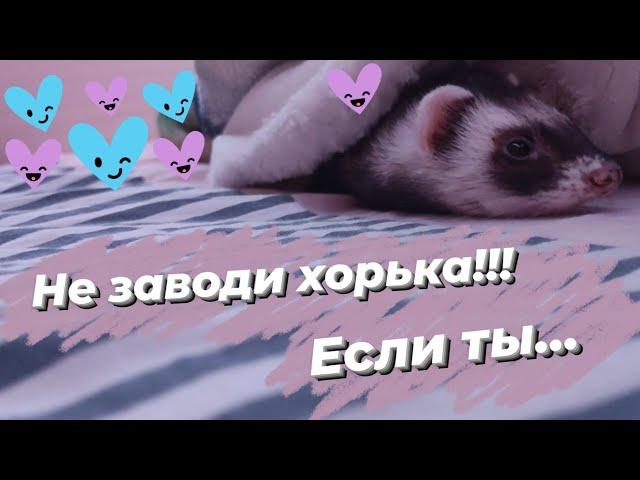 НЕ ЗАВОДИ ХОРЬКА если... Кому не стоит заводить хорька!?!// Snezhana