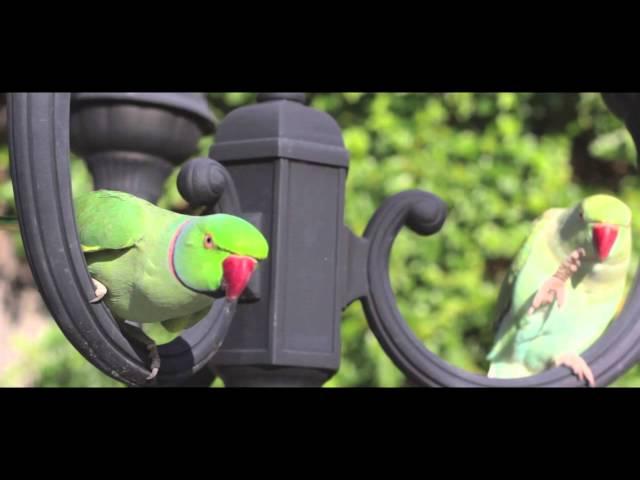 Pet Indian Ringnecks Enjoying Fesh Air