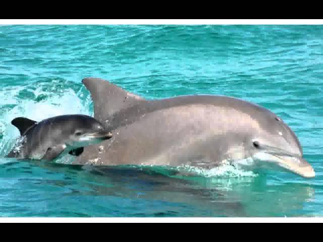 [barecorar] Bottlenose Dolphin  pictures