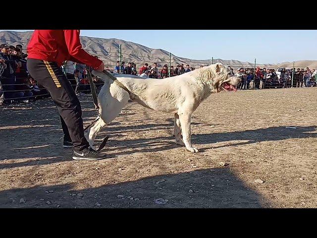 Турнир Тест Испытаний Балканабад обзор собак Turkmen It alabay Central Asian Test Work Dogs Alabai