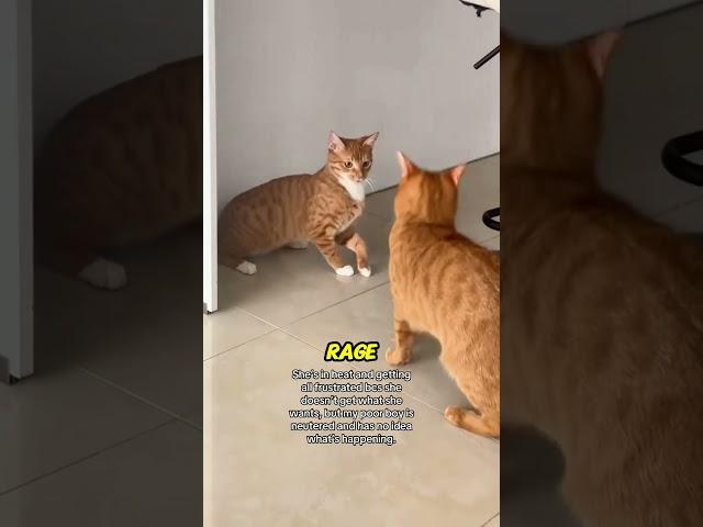 This Cat Said No Means NO  (@userr.ia)(@jaibbby)