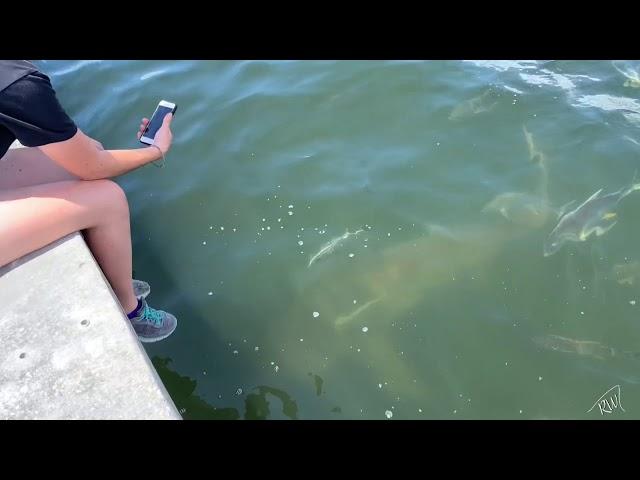 Bull Sharks - Jupiter, FL ( Shark Tours Florida)