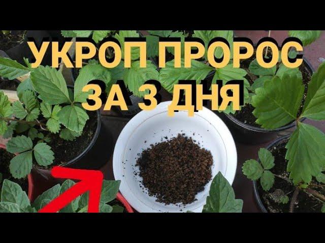 ОШПАРЬТЕ СЕМЕНА КИПЯТКОМ И ОНИ ПРОРАСТУТ ЗА ТРИ ДНЯ