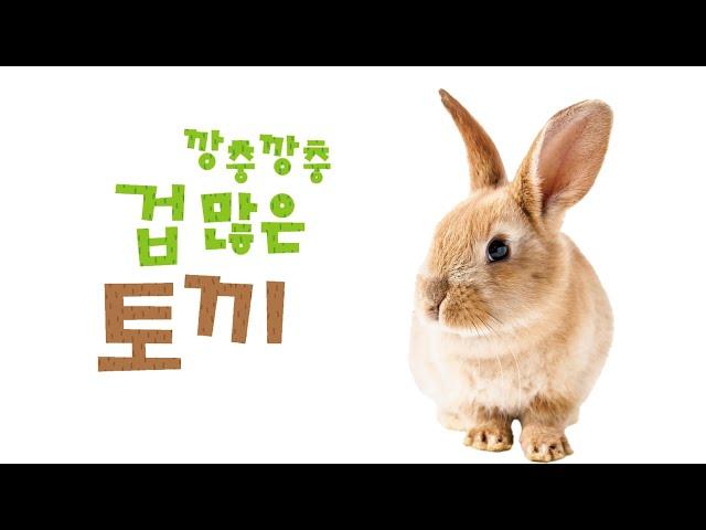 [정보그림책]생태1호 깡총깡총 겁많은 토끼