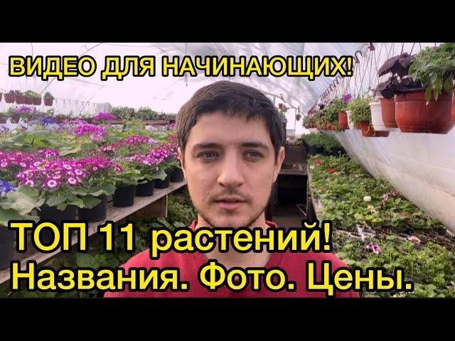 Самые ВЫГОДНЫЕ цветы из семян на продажу рассадой! (И ЭТО НЕ КУСТОВАЯ ПЕТУНИЯ)