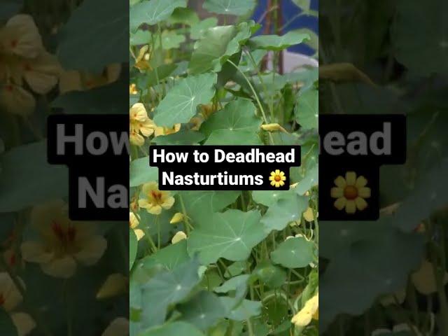 How to Deadhead Nasturtiums  (For More Flowers!)