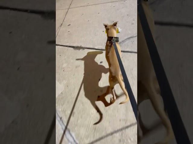 ‼️Night Walk (APBT) Game Bred “Strength Commitment and Focus” #canine #SCF #puppy #apbt  #DMX‼️