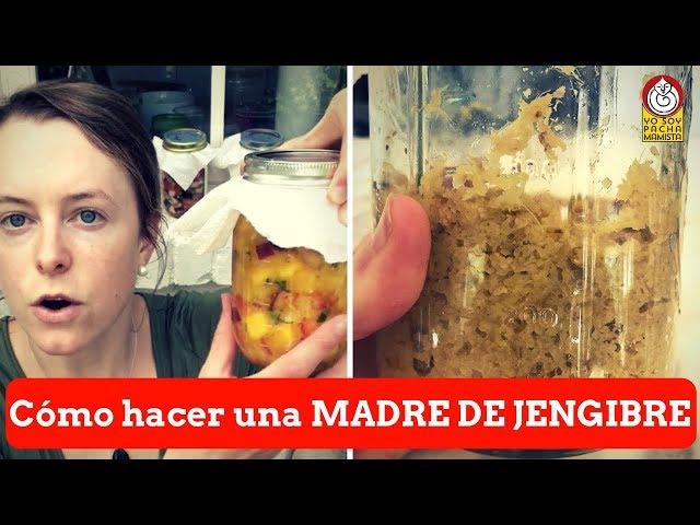 Cómo hacer una MADRE DE JENGIBRE