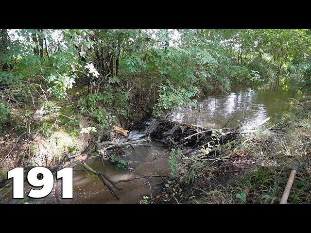 Manual Beaver Dam Removal No.191 - A Small Dam In The Forest