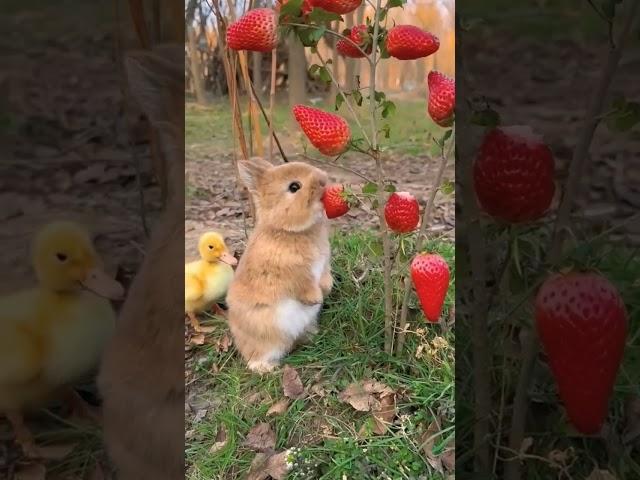 rabbit and friend eating strawberries