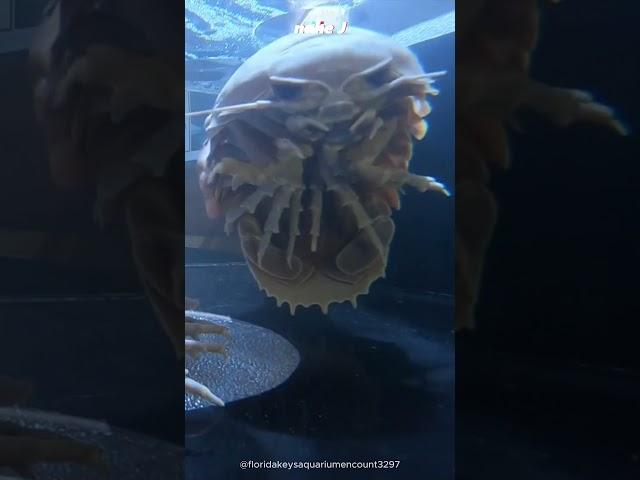 Giant Isopod / Giant Water Roly-poly?