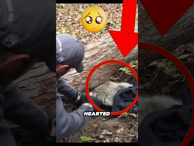 Kind man save raccoon life from danger #shorts #animals