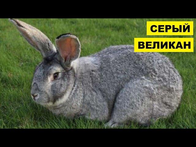 Разведение кроликов породы Серый Великан как бизнес идея | Кролиководство | Кролик Серый Великан