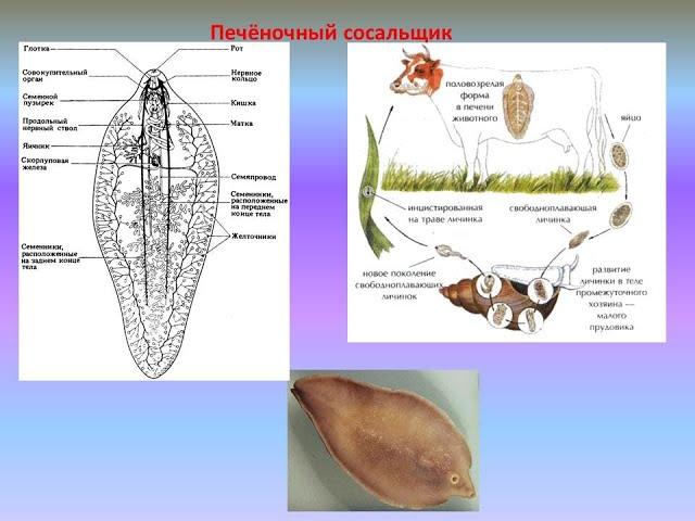 Печёночный сосальщик