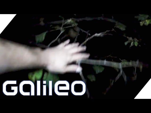 One night in the scariest forest in the world - Hoia Baciu | Galileo | ProSieben