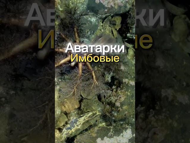 Имбовые аватарки Все аватарки в тг Koloppy #phonk #phonkmusic #edit #bass #аватарки #авы #стандофф