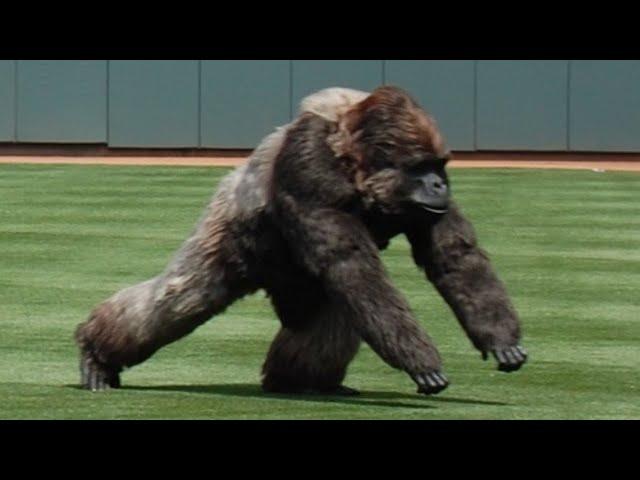 Craziest "Animal Interference" Moments in Sports History