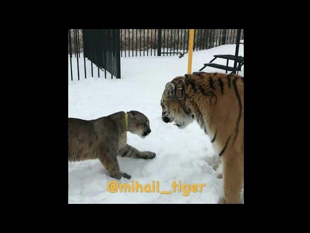 Cougar and Tiger amazing confrontation // Cougar VS Tiger