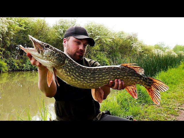 Grand Union Canal PIKE Fishing