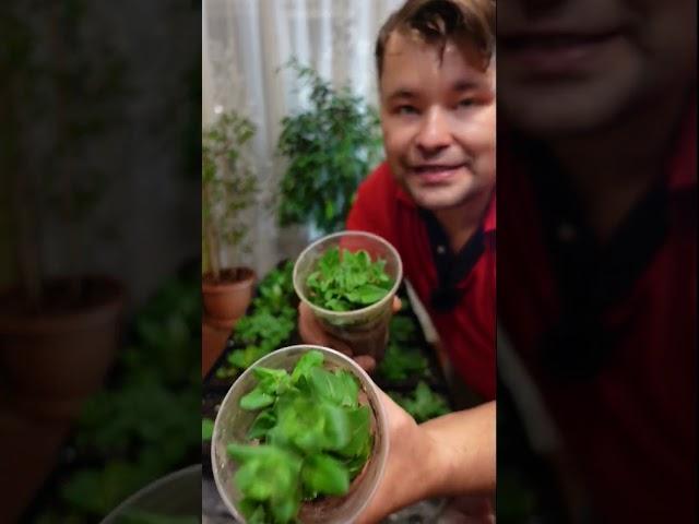 Как#сэкономить на семенах и получить#море рассады.#Черенки#черенкование#черенкованиепетунии#рассада