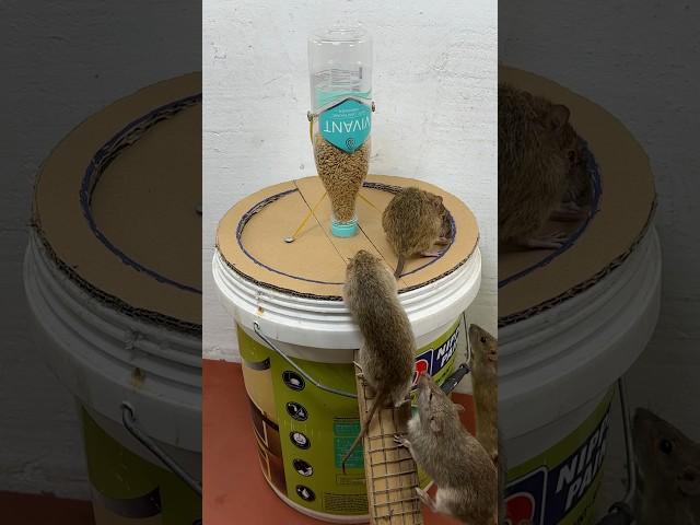 Great homemade mouse trap idea using a plastic bucket and cardboard #rattrap #rat #mousetrap