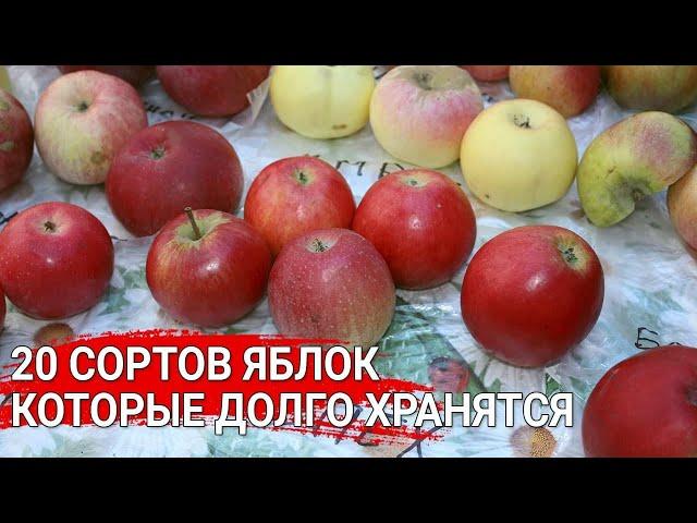 Вкусные яблоки, которые долго хранятся