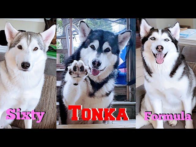 Tonka's Treasure Hunt Collaboration With Sixty Formula! Malamute & Huskies!