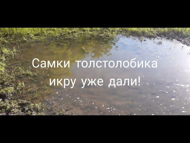 САМКИ амура и толстолобика ЖДУТ инъекцию!