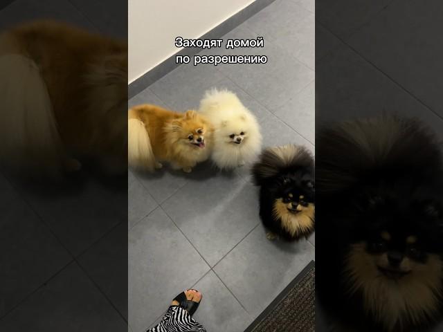 Проходим по очереди #pomeranian #шпиц #собака #puppy #животные #pets #собаки #love #щенок #топ