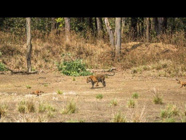 Tiger vs 12 Wilddogs