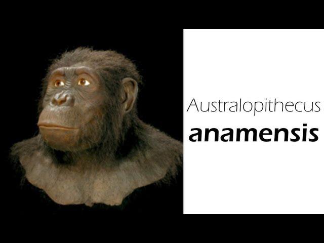 Australopithecus anamensis