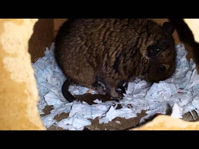 Degu babies