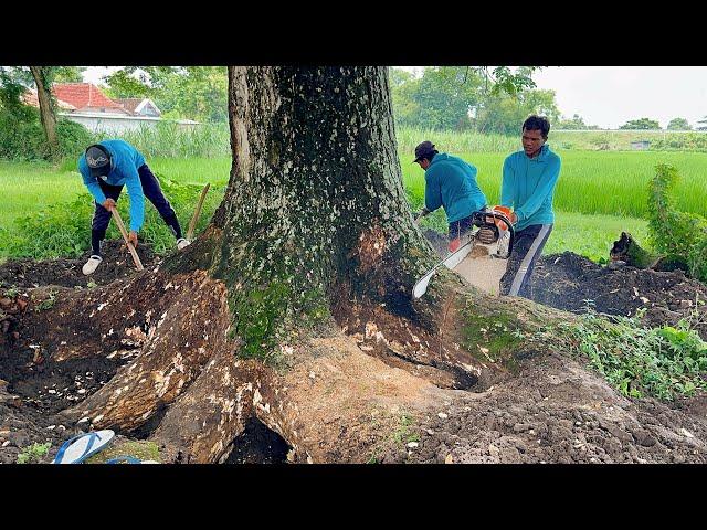 Dug to the roots... Half-century trembesi tree felling‼️