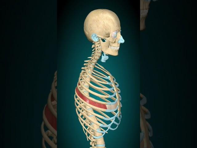 Intercostal muscles