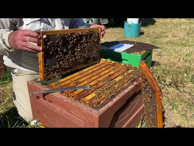 Non-adversarial beekeeping. How to work a beehive, minimising stings & stress to the bees.