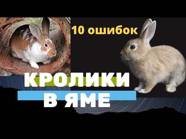 10 ошибок Кролики в яме. Кролиководство, содержание, разведение, выращивание кроликов в яме.