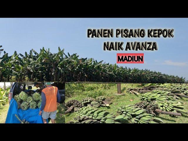 PANEN PISANG KEPOK!!!!