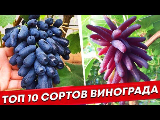 Оставил только эти 10 сортов винограда.