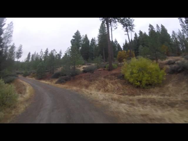 Deer Scouting in the Trinity National Forest