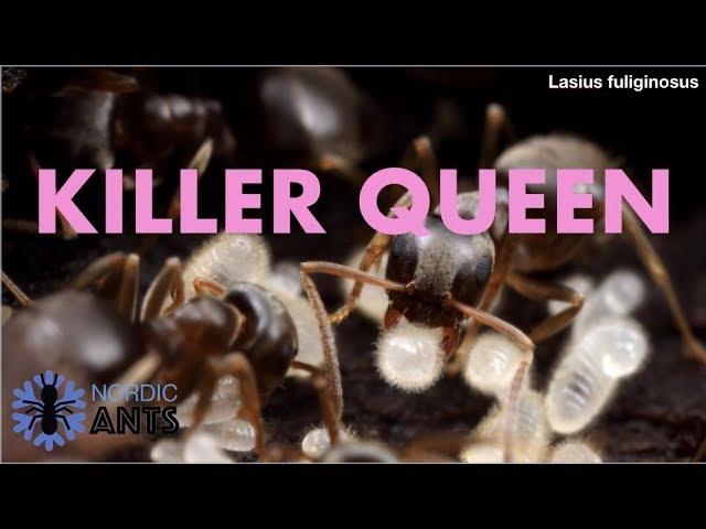 Caring for a SOCIAL PARASITE ant queen -  Lasius fuliginosus