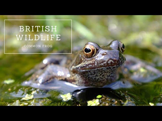 British Wildlife - Common Frog