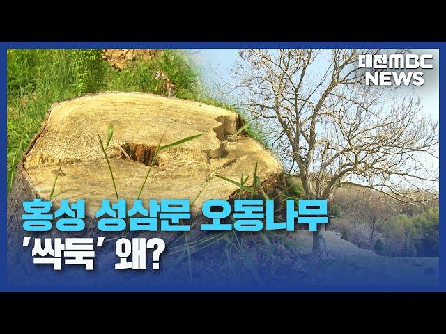 성삼문 오동나무 '싹둑'...홍성군 "역사 몰랐다"/대전MBC