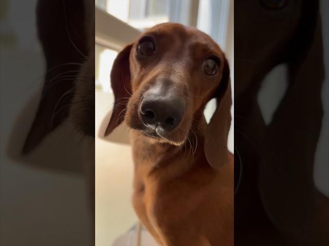 Mini dachshund gets by with a little help from his friends
