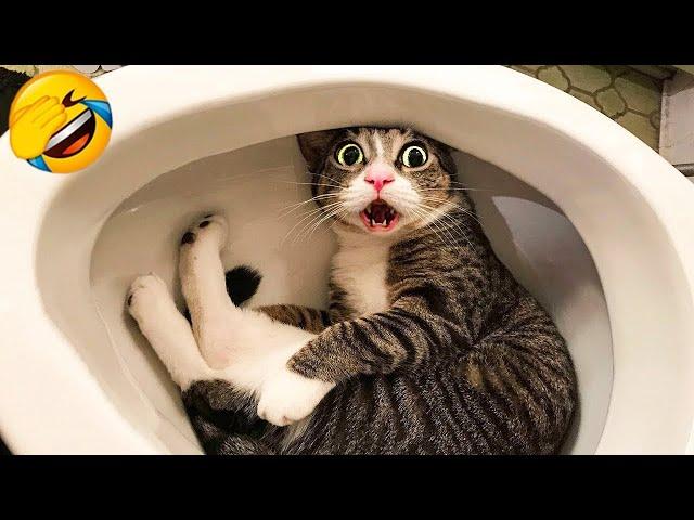 CATS you will remember and LAUGH all day! Funny Cats Videos 2023