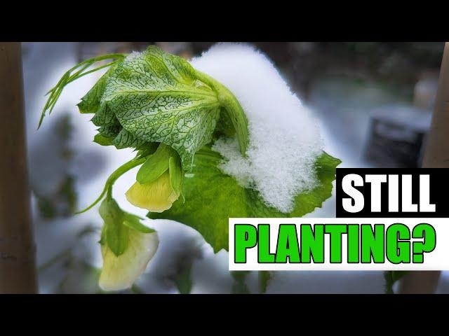 How Late Can You Plant Peas? - Garden Quickie Episode 220